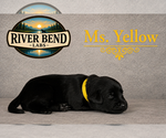 Puppy Ms Yellow Labrador Retriever