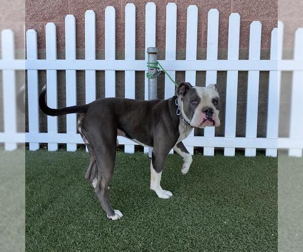 Medium Photo #1 Bulldog-Unknown Mix Puppy For Sale in Modesto, CA, USA