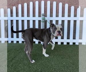 Bulldog-Unknown Mix Dogs for adoption in Modesto, CA, USA