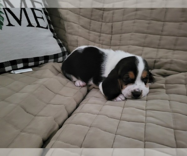 Medium Photo #14 Basset Hound Puppy For Sale in CLAREMORE, OK, USA