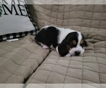 Small Photo #14 Basset Hound Puppy For Sale in CLAREMORE, OK, USA
