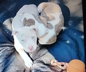 American Bully Puppy for Sale in BARNEGAT, New Jersey USA