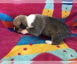 Small Photo #8 Pembroke Welsh Corgi Puppy For Sale in RAMONA, OK, USA