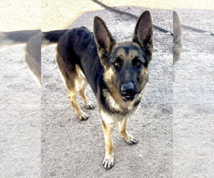 German Shepherd Dog Dogs for adoption in Lancaster, CA, USA