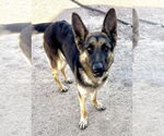 Small German Shepherd Dog