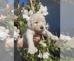 Puppy Puppy 6 Goldendoodle