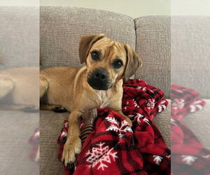 Pug Dogs for adoption in Fort Wayne, IN, USA