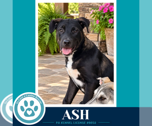 Labsky Dogs for adoption in Kimberton, PA, USA
