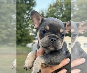 French Bulldog Puppy for sale in GRANGER, IN, USA