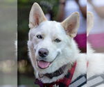 Small #1 Huskies  Mix