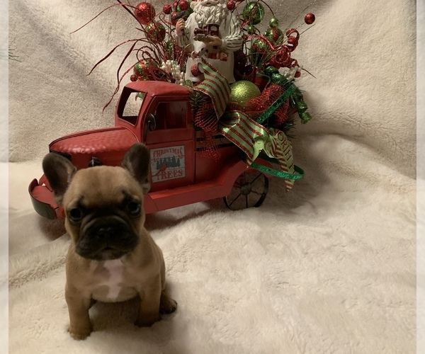 Medium Photo #2 French Bulldog Puppy For Sale in PARAGOULD, AR, USA