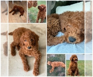 Labradoodle Puppy for sale in TAYLORVILLE, IL, USA