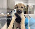 Small #21 Labrador Retriever Mix