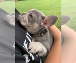 Small Photo #23 French Bulldog Puppy For Sale in BREMEN, IN, USA