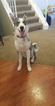 Small Photo #1 Alaskan Husky-German Shepherd Dog Mix Puppy For Sale in DENVER, CO, USA