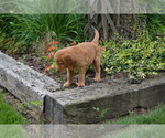 Small Photo #12 Golden Retriever Puppy For Sale in GREENWOOD, WI, USA
