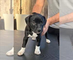 Staffordshire Bull Terrier-Unknown Mix Dogs for adoption in Santa Cruz, CA, USA