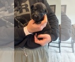 Small Photo #4 German Shepherd Dog Puppy For Sale in YELM, WA, USA