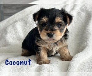 Yorkshire Terrier Puppy for sale in FONTANA, CA, USA