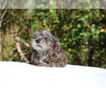 Small #20 ShihPoo