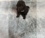 Puppy 12 Airedoodle