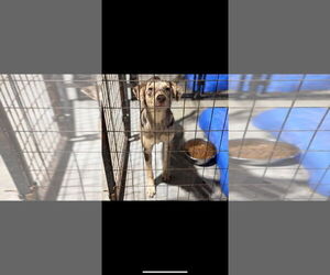 Australian Shepherd-Catahoula Leopard Dog Mix Dogs for adoption in St. Louis Park, MN, USA