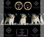 Small #6 Maltipoo