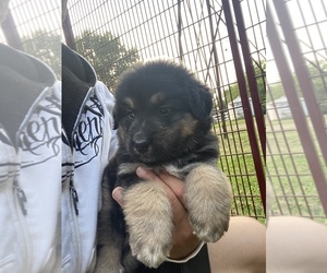 Euro Mountain Sheparnese Puppy for sale in CLIMAX, MI, USA