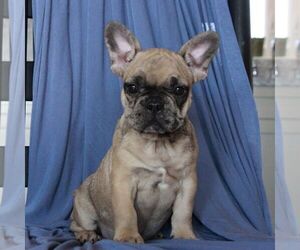 French Bulldog Puppy for sale in MORGANTOWN, PA, USA