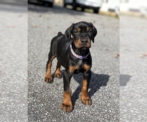 Doberman Pinscher Puppy for sale in NEWTON, NC, USA
