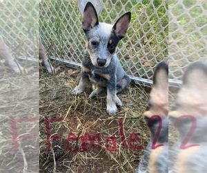Australian Cattle Dog Puppy for sale in NACOGDOCHES, TX, USA
