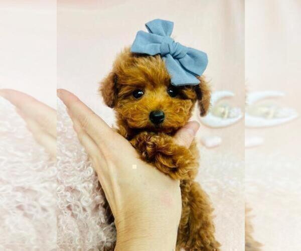 Medium Photo #13 ShihPoo Puppy For Sale in PEMBROKE PINES, FL, USA