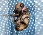 Small Photo #238 Belgian Malinois Puppy For Sale in REESEVILLE, WI, USA