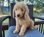 Puppy Green Male Goldendoodle
