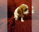 Small Photo #1 Cavalier King Charles Spaniel Puppy For Sale in SAINT PETERSBURG, FL, USA