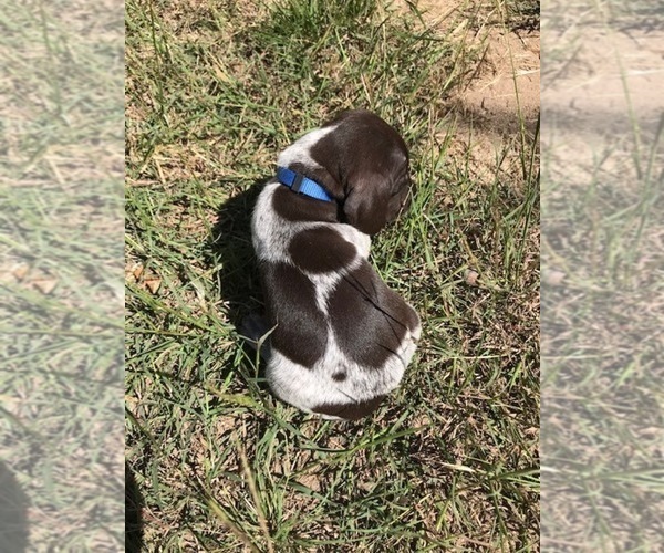 Medium Photo #6 German Shorthaired Pointer Puppy For Sale in BOERNE, TX, USA