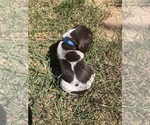 Small Photo #6 German Shorthaired Pointer Puppy For Sale in BOERNE, TX, USA