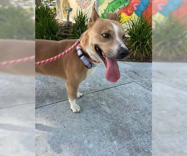 Medium Photo #4 Carolina Dog-Unknown Mix Puppy For Sale in Rowlett, TX, USA