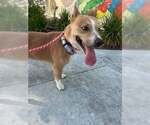 Small #3 Carolina Dog Mix