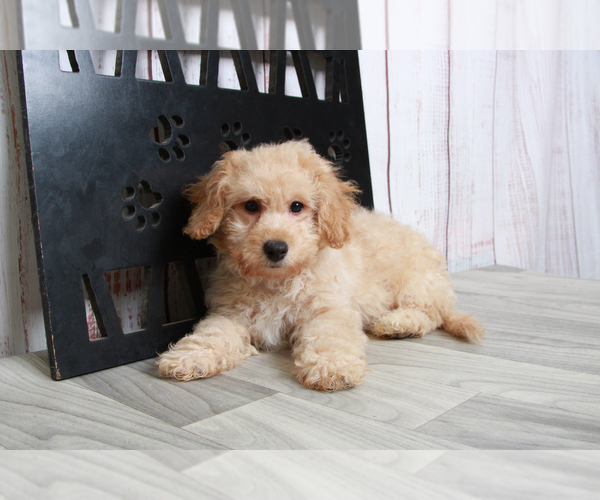 Medium Photo #4 Zuchon Puppy For Sale in MARIETTA, GA, USA