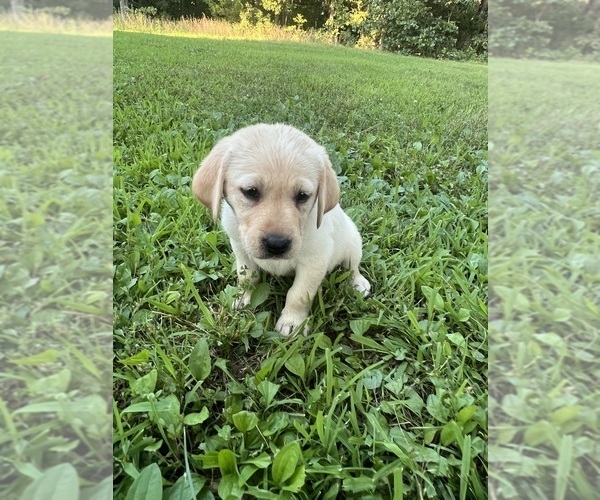 Medium Photo #15 Labrador Retriever Puppy For Sale in MARSHFIELD, MO, USA