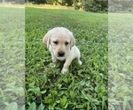 Small #14 Labrador Retriever