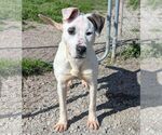 Small #2 American Bulldog Mix