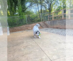 Jovie - Female Great Pyrenees-Unknown Mix Dog for Adoption - Photo #5
