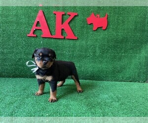 Rottweiler Puppy for sale in KENNESAW, GA, USA