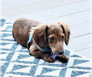 Maverick - Male Dachshund Dog for Adoption - Photo #2