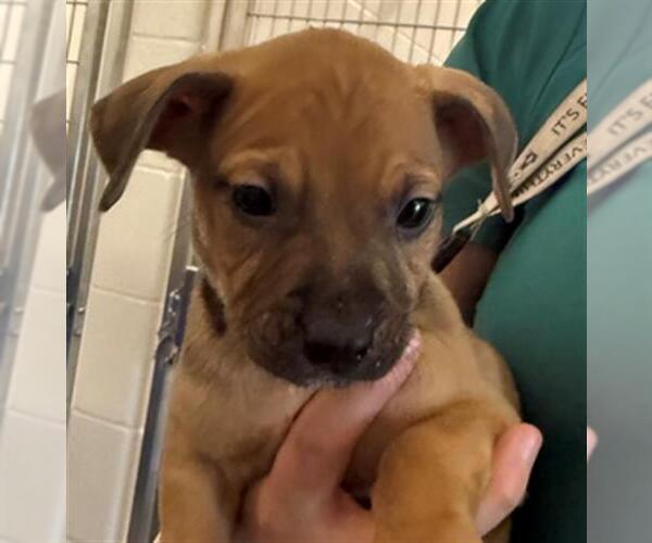 Medium Photo #1 Plott Hound-Unknown Mix Puppy For Sale in Houston, TX, USA