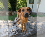 Small #2 Mutt