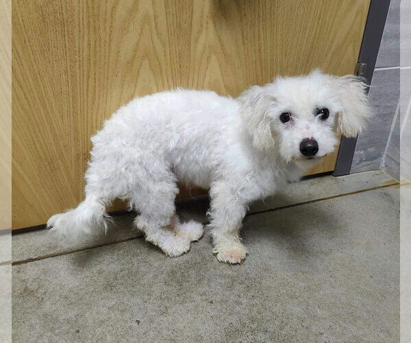 Medium Photo #5 Bichon Frise Puppy For Sale in St. Louis Park, MN, USA