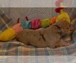 Small Photo #86 Great Dane Puppy For Sale in SPRAGGS, PA, USA